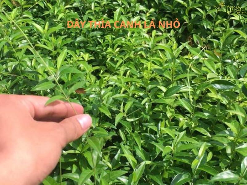 Cây thìa canh lá nhỏ có khả năng hỗ trợ kiểm soát đường huyết.